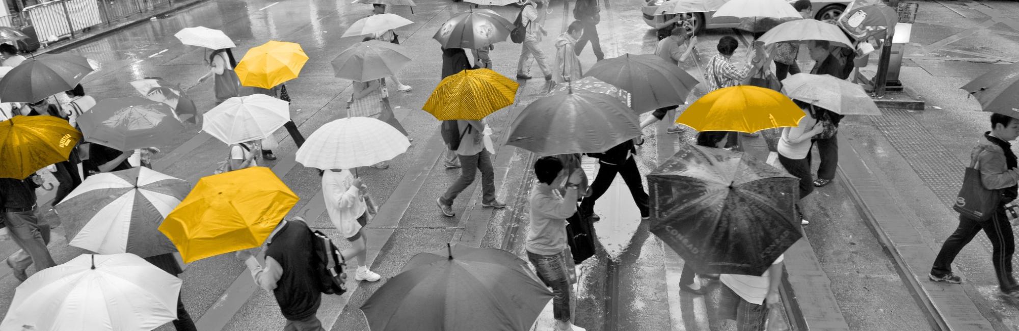 A crowd of people with umbrellas walks across the street on a rainy day. While image is black and white, some umbrellas are bright yellow. 